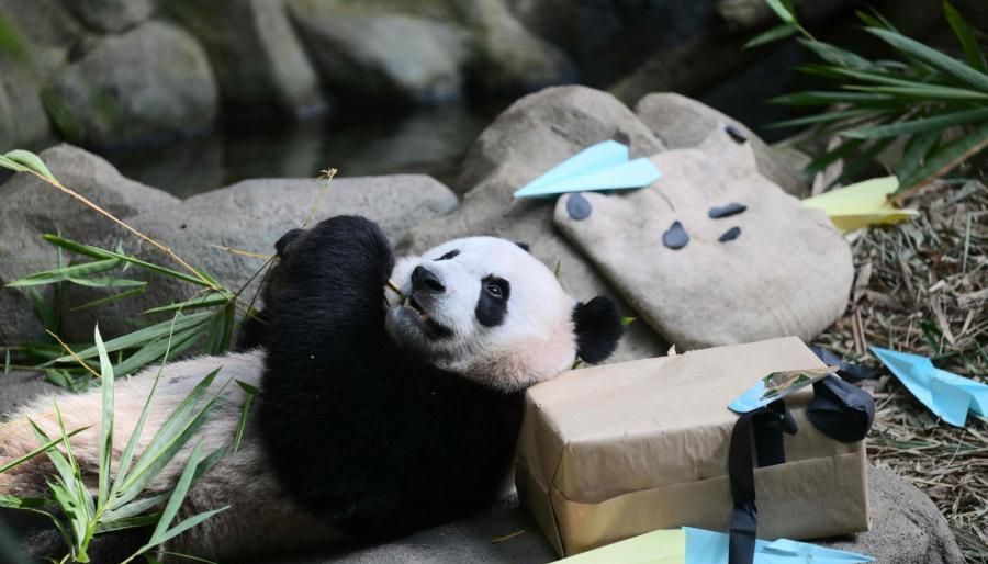 大熊猫叻叻据报今回国。 中新社