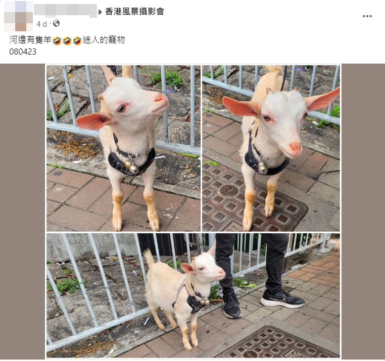 楼主以「河边有只羊，途人的宠物」为题，上载相片至facebook专页「香港风景摄影会」。网上截图