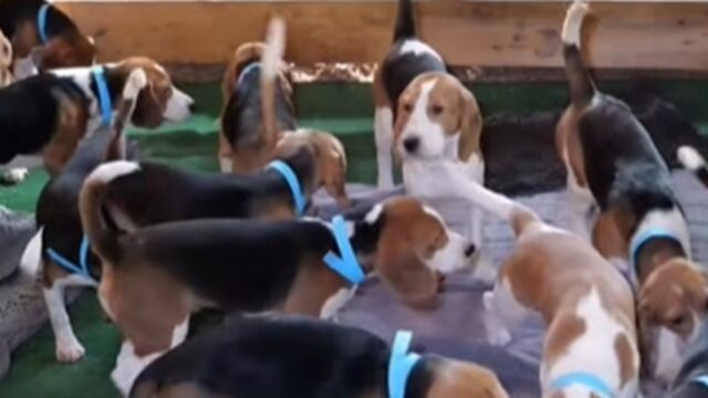 繁殖场同意出售场内全数1500只比高犬。Big Dog Ranch Rescue/FB