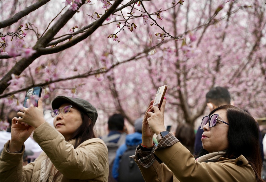 赏樱的市民举起手机「打卡」。苏正谦摄