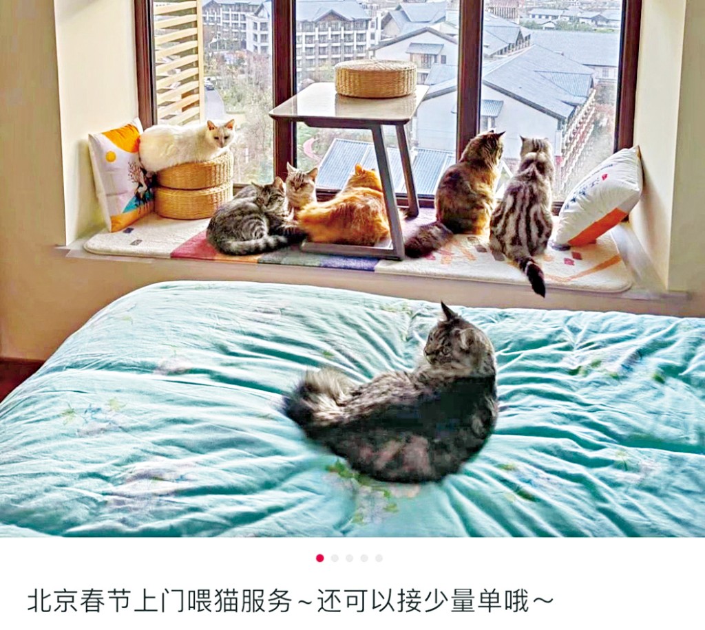 有小紅書博主貼出上門餵貓的服務信息。
