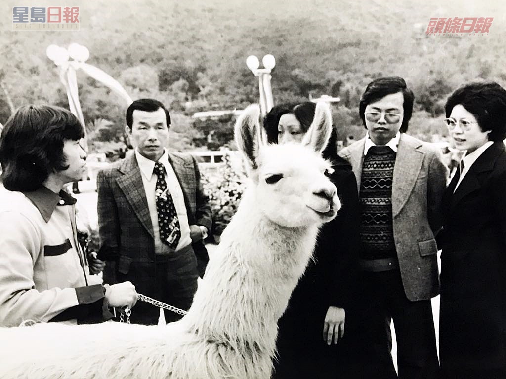 早年海洋公園亦有飼養駝羊。資料圖片