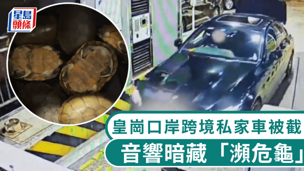 皇崗口岸跨境私家車走私活體瀕危龜34隻。  