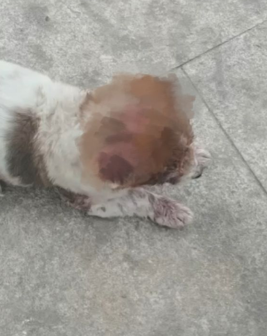 小狗被挖眼割耳。
