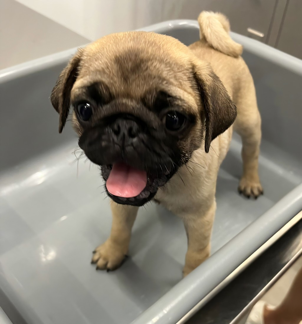 其中一隻懷疑非法進口幼犬。海關圖片