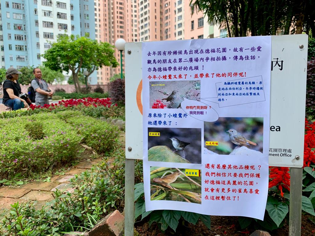 通告指小蝗鶯及其他稀有候鳥再次在花圃出現。