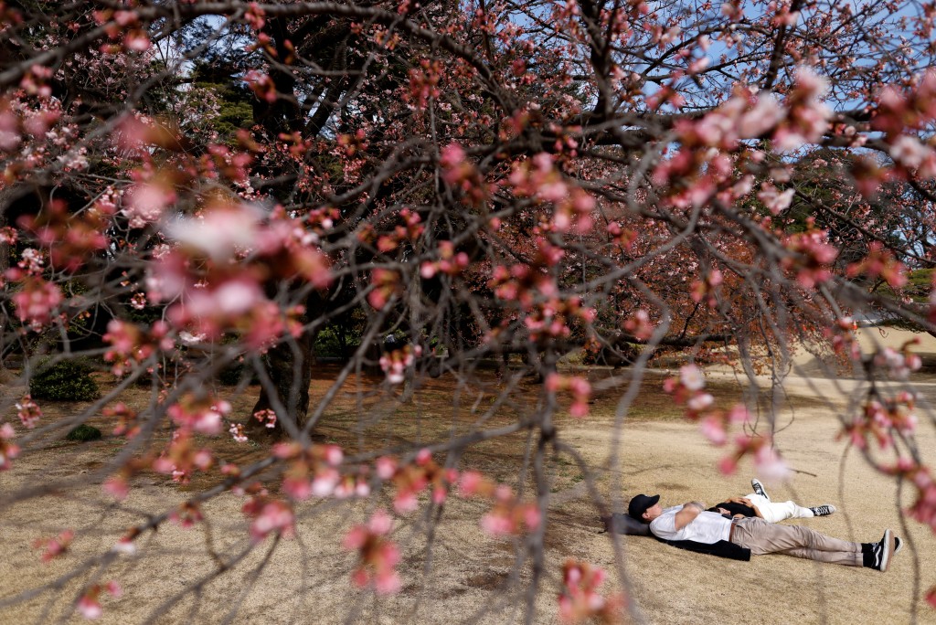 3月至4月為日本的櫻花季節。路透社資料圖片