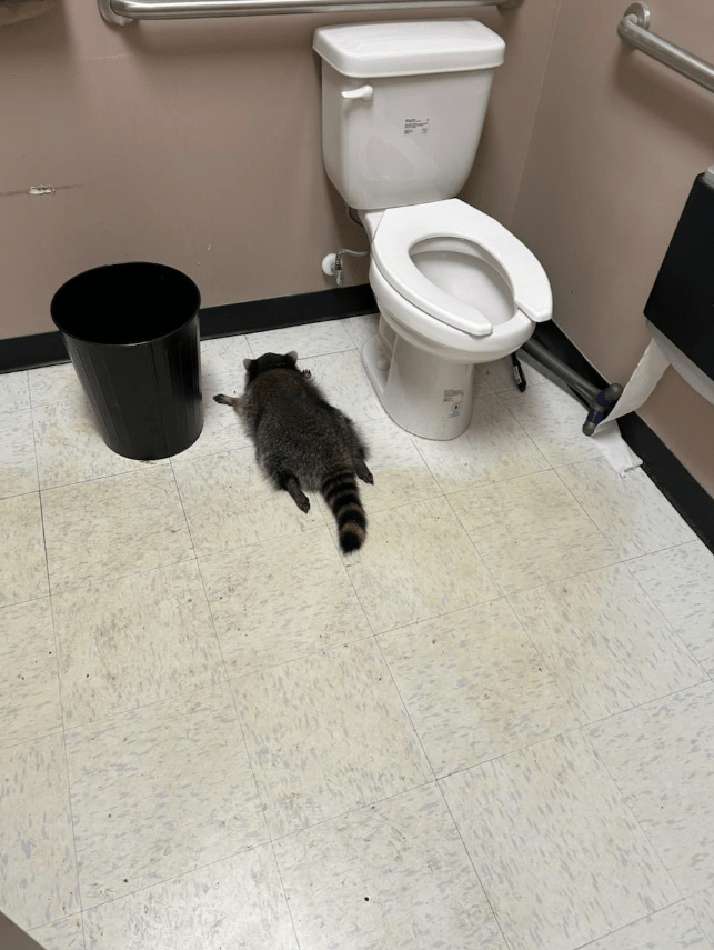 浣熊「搗亂」後在廁所睡覺。Facebook@Hanover County Animal Protection and Shelter 浣熊「搗亂」後在廁所睡覺。Facebook@Hanover County Animal Protection and Shelter