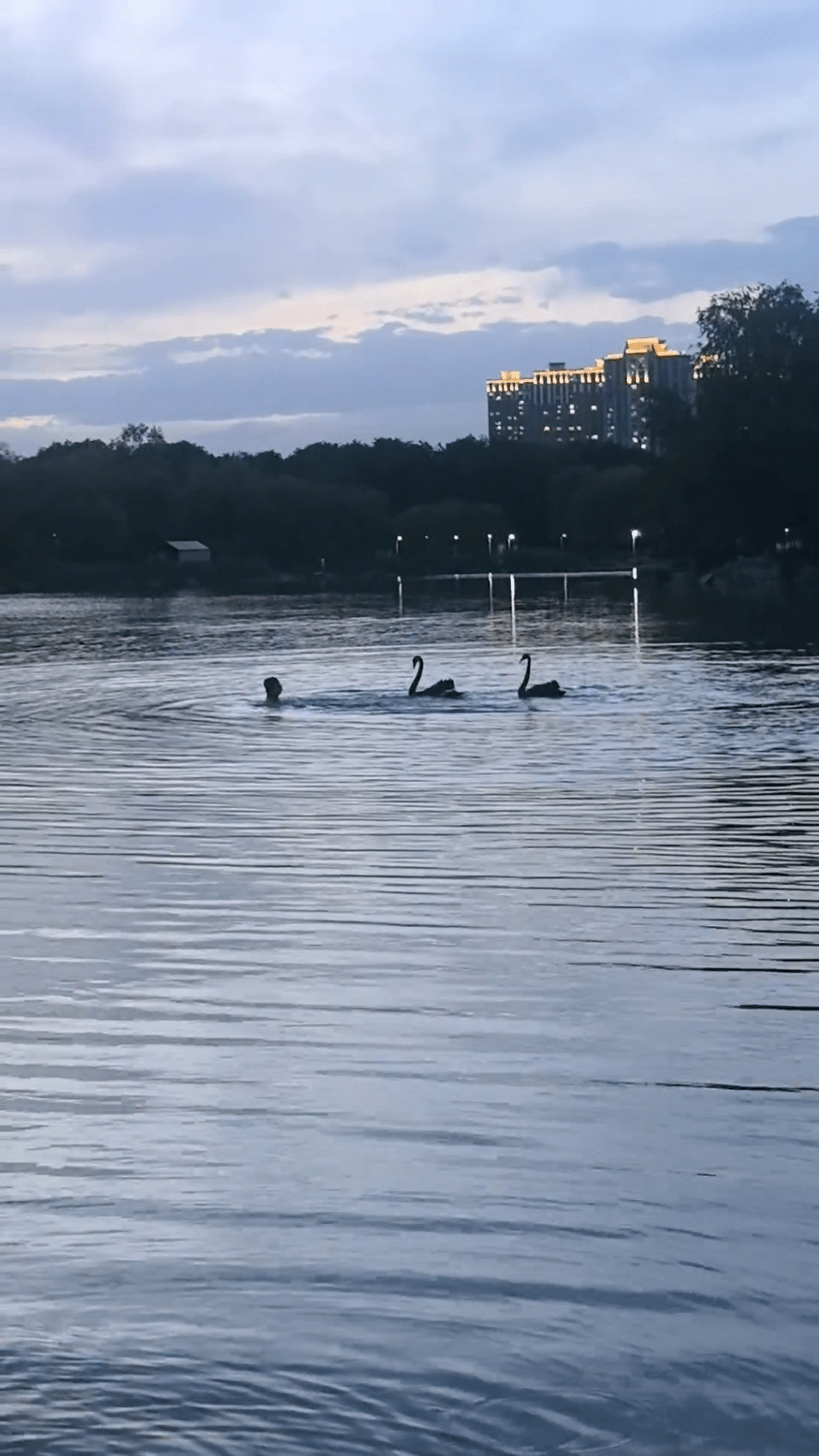 內蒙古包頭奧體公園,一名男子在湖中游泳,兩隻黑天鵝緊緊跟隨。 抖音 內蒙古包頭奧體公園,一名男子在湖中游泳,兩隻黑天鵝緊緊跟隨。 抖音