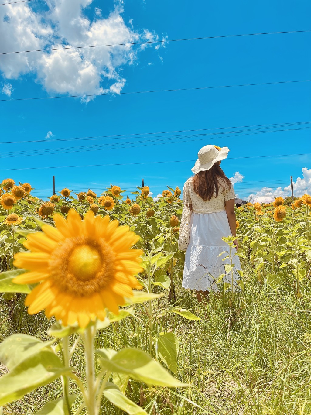 太陽花花海打卡攻略2.低炒 