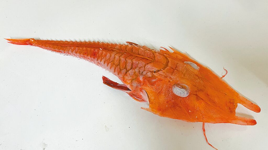 该条怪鱼鱼头似龙身似虾 。
