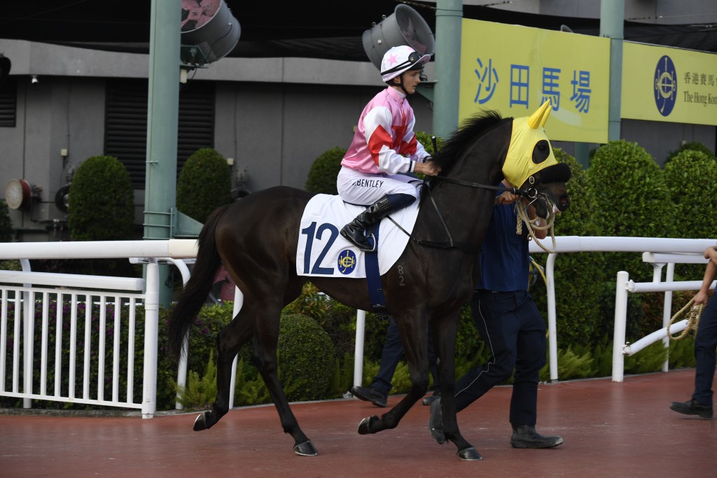 「都灵冠星」(图) 被取消于2月22日在沙田赛事第七场桃花让赛（1400米）第九名的资格。