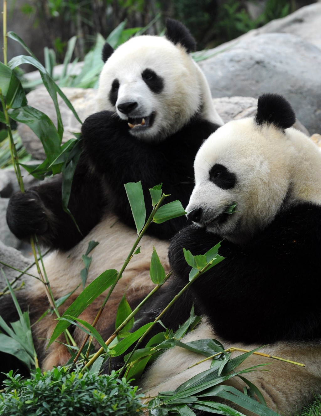 行政長官李家超日前宣布中央政府同意再次送贈一對大熊貓予香港特區，數月後將會到港。圖為「盈盈樂樂」