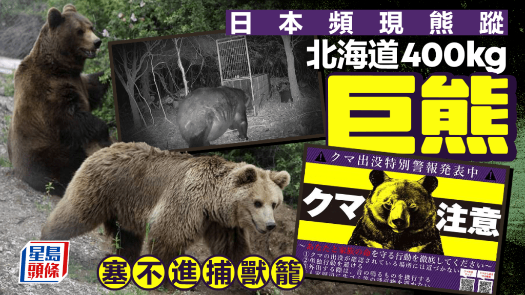 遊日注意 | 北海道400公斤巨熊出沒 新潟黑熊突闖公司 5員工倉皇逃命