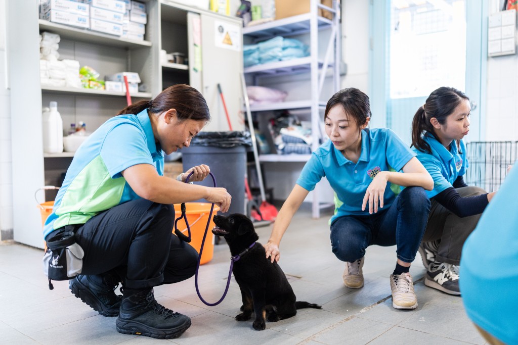 爱羣义工团警卫犬队分队公馀时训练待领养流浪犬只基本社交礼仪，增加它们获领养的机会。刘骏轩摄