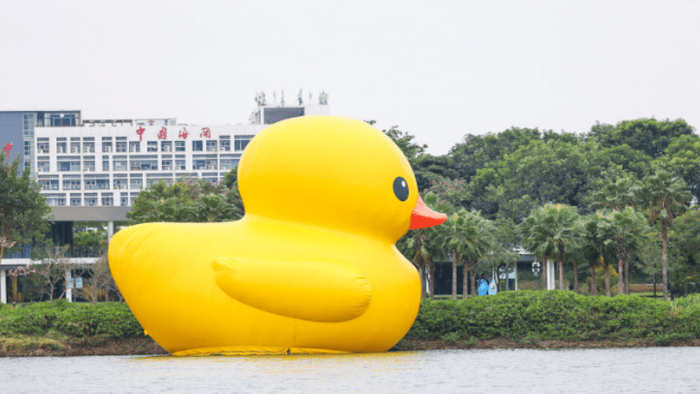 巨型大黃鴨「游」到深圳灣，現身深圳人才公園。