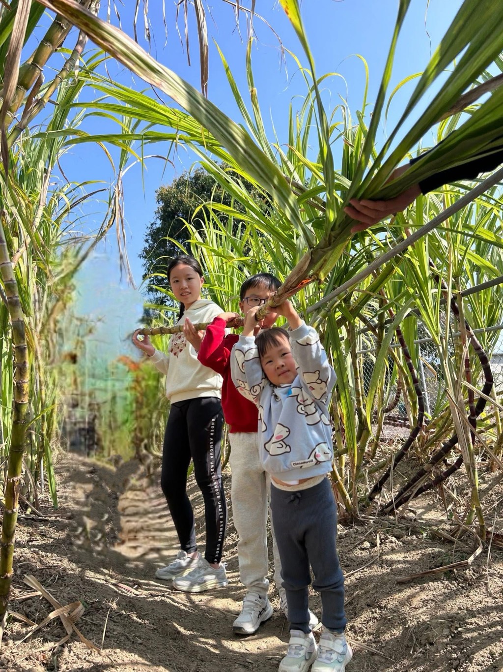 走入農田親手斬蔗，把長長的蔗榨成美味甘甜的蔗汁。（圖片來源：Playkids Playfun）