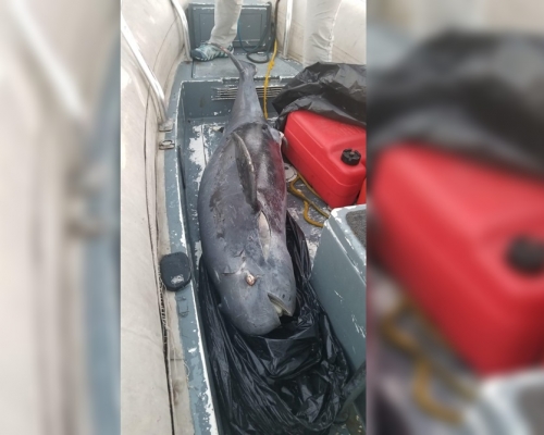 江豚屍體擱淺。香港海洋公園保育基金圖片
