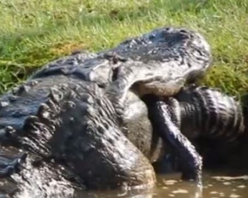 巨鳄吞食1米83同类，展现自然界的弱肉强食。