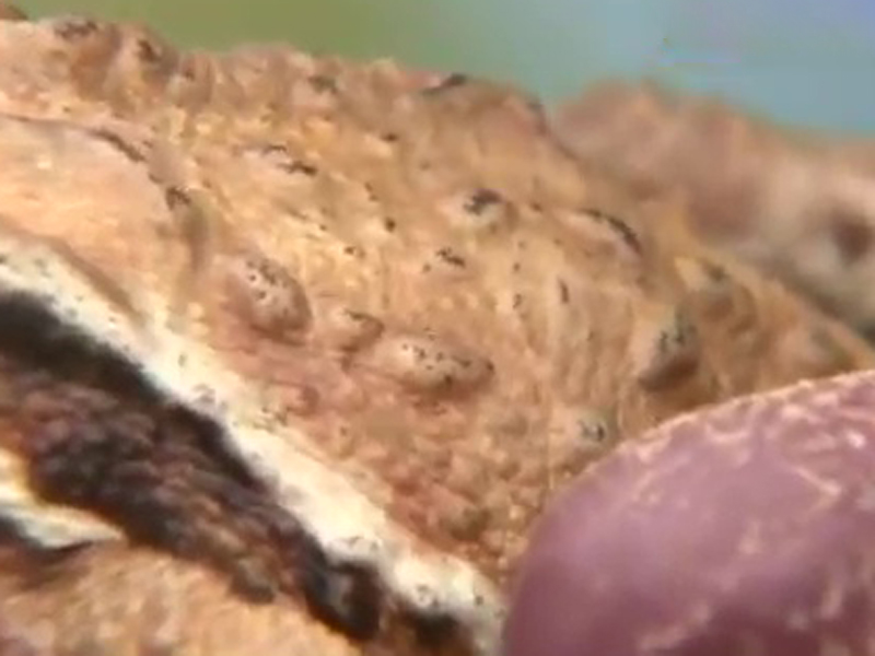 蟾蜍皮膚上就會分泌毒液，一旦不慎入口就會上吐下瀉，不慎入眼就有可能引發失明。（網圖）