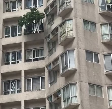 樓主： •晏晝打去管理處問，佢哋呢兩年都keep （保持）住同佢講㗎，屋主話係發財樹， 樹在人在，無辦法。Threads截圖