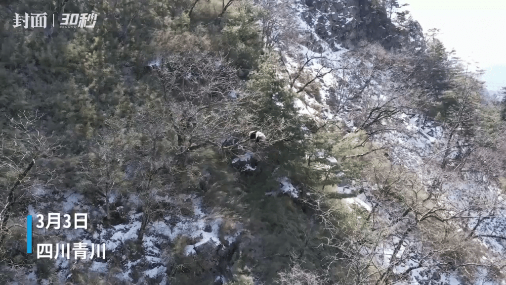大熊貓國家公園工作人員發現遠處的樹梢上有一團白色身影。
