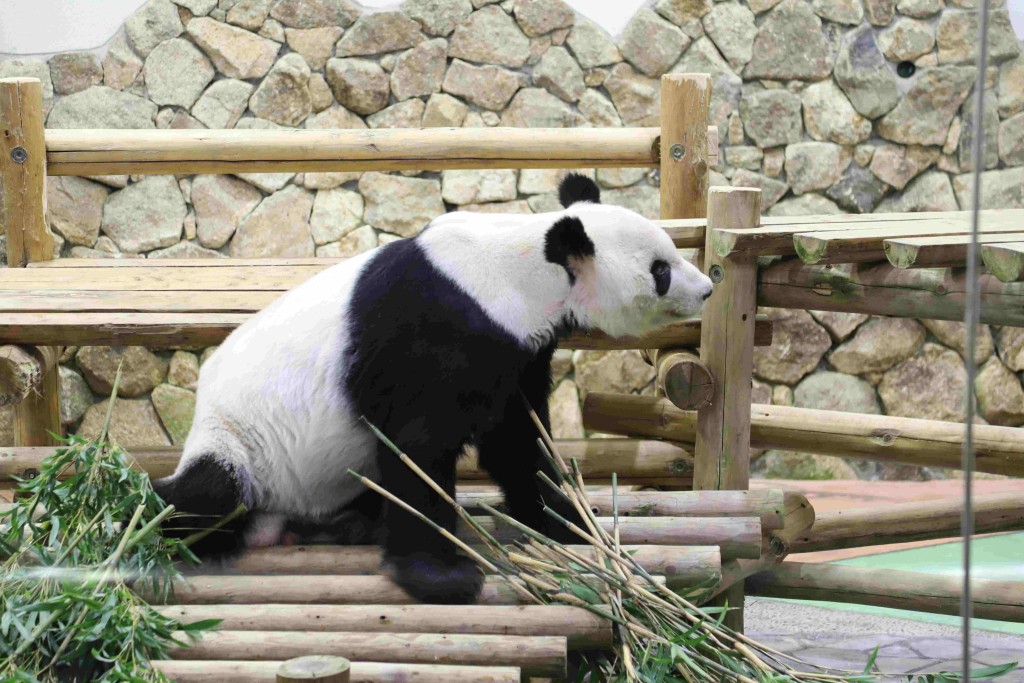 旅日大熊猫「永明」。