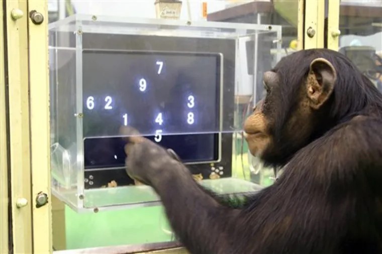 黑猩猩的DNA与人类有98%相同，也拥有很高力。美联社 