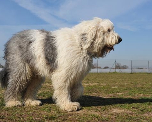 南韓現時的《動物保護法》並沒規定英國古代牧羊犬需要戴狗罩。 示意圖