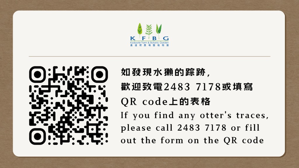 園方呼籲市民如發現水獺行蹤，歡迎作出報告。嘉道理農場及植物園facebook圖片