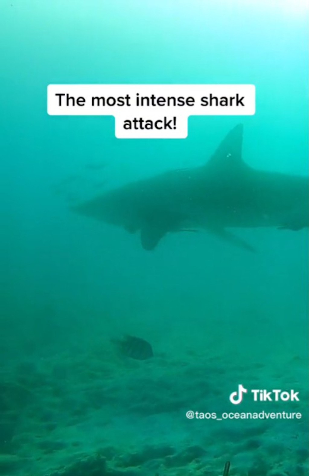 影片可見，鯊魚在男子面前游來游去。 taos_oceanadventure TikTok