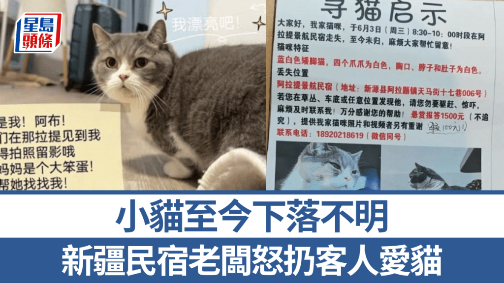 新疆民宿老闆怒扔客人愛貓   小貓至今下落不明。抖音