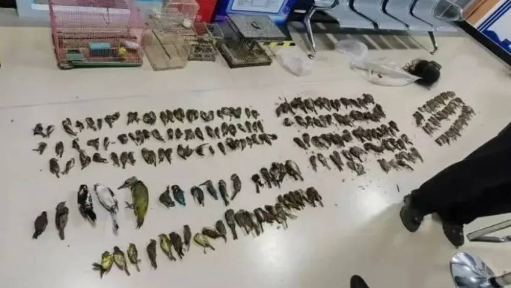 架网捕鸟254只，一对夫妇涉非法狩猎罪遭刑事拘留。