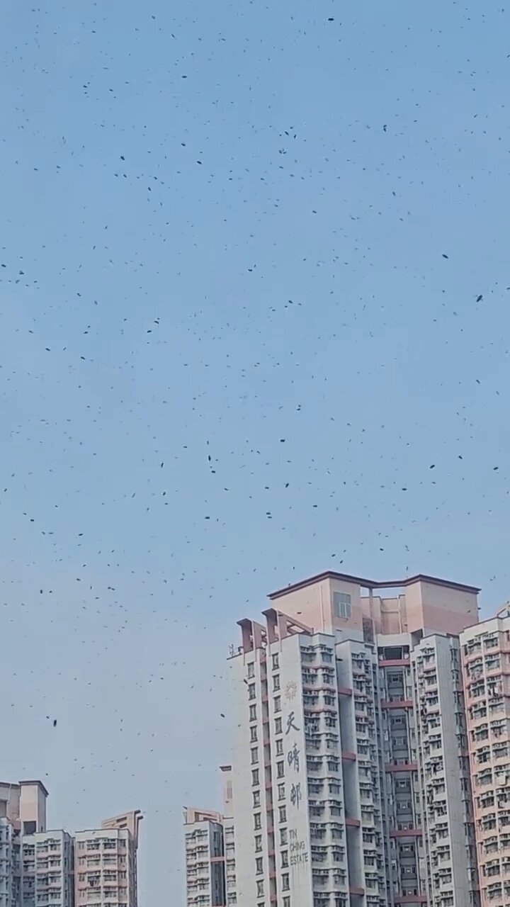 網民:似蜜蜂分巢。fb「天水圍街坊鄰里」截圖 網民:似蜜蜂分巢。fb「天水圍街坊鄰里」截圖
