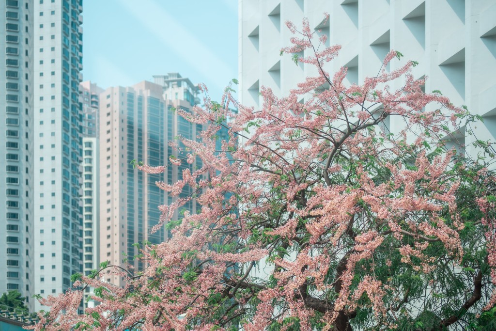 綻放出一串串淡粉紅、白色的花朵（圖片來源：美利酒店）