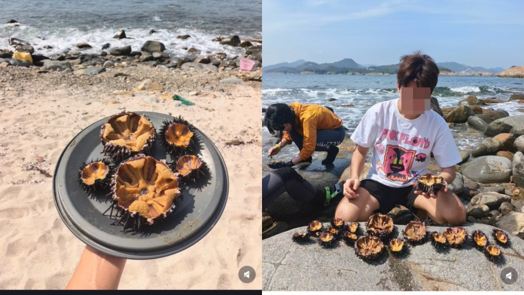 五一黃金周｜內地客西貢捉海膽即食惹關注  食安中心 : 生食或會感染食源性疾病