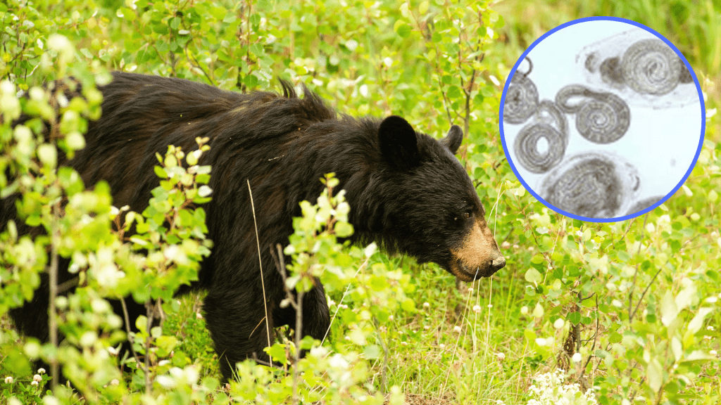 美國家族聚會吃熊肉野味，導致感染北美洲罕見的旋毛蟲病。