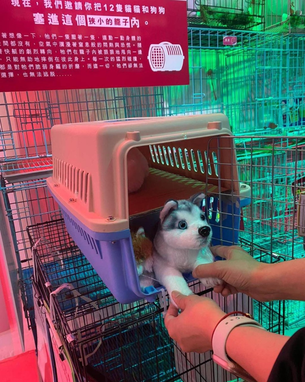 展品模擬動物繁殖場, 讓大眾了解動物被物化成商品後所遭受的虐待。(圖片來源:受訪者提供) 展品模擬動物繁殖場, 讓大眾了解動物被物化成商品後所遭受的虐待。(圖片來源:受訪者提供)