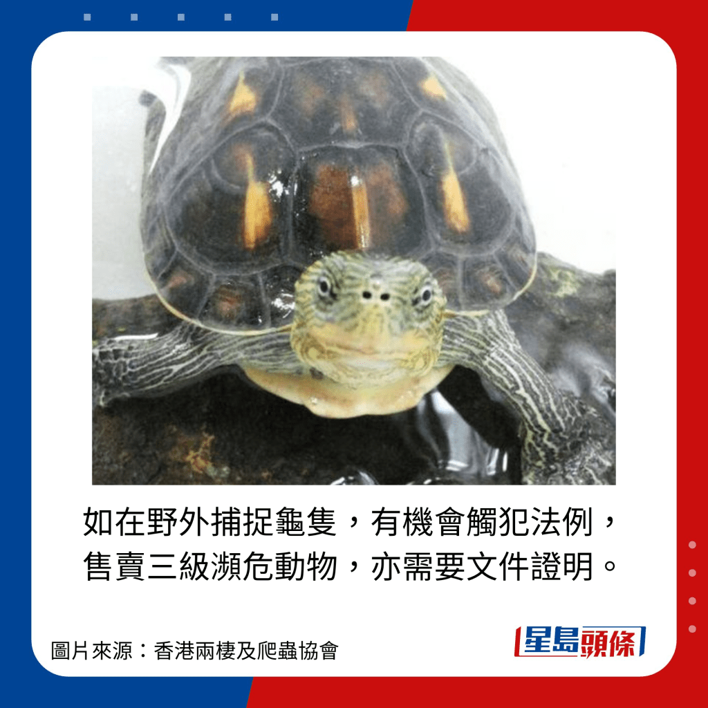 如在野外捕捉龜隻，有機會觸犯法例，售賣三級瀕危動物，亦需要文件證明。