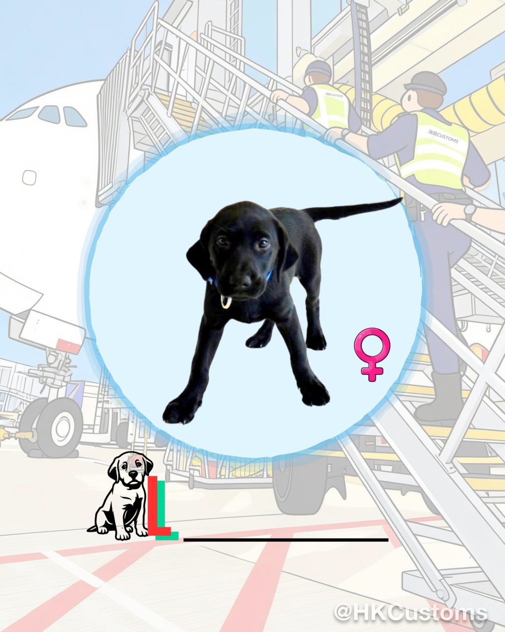 海關舉辦搜查犬BB命名比賽，邀請公眾為9隻拉布拉多尋回犬BB命名。海關facebook圖片