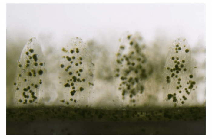 生物打印製作的珊瑚正供藻類生長。圖片來源:美國加州大學聖地牙哥分校 生物打印製作的珊瑚正供藻類生長。圖片來源:美國加州大學聖地牙哥分校