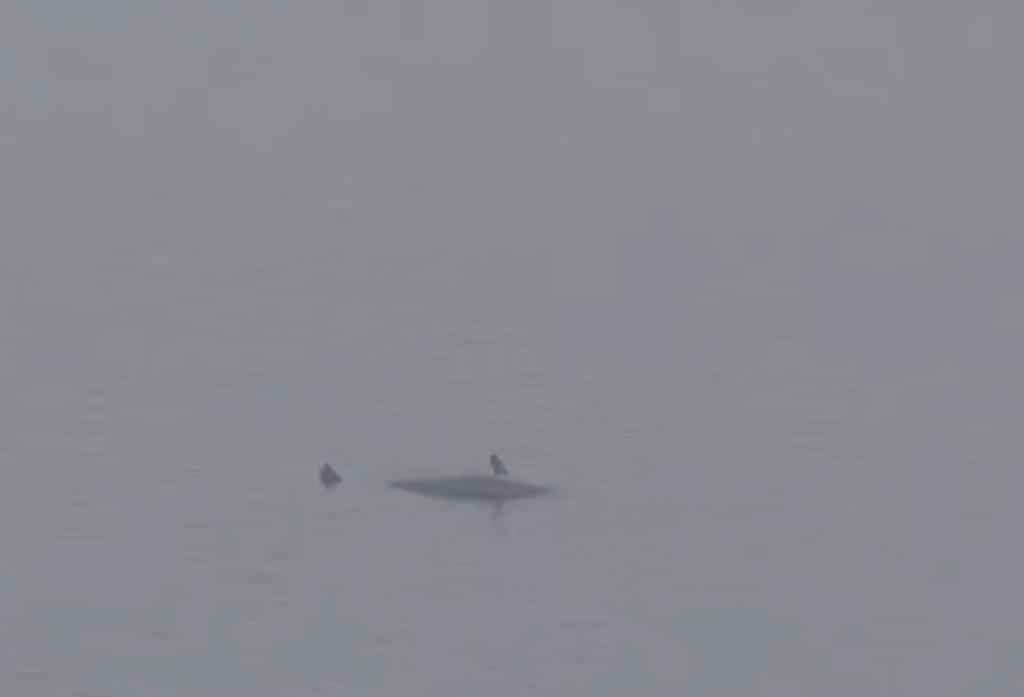 誤闖大阪灣的抹香鯨被發現「不動」。  MBS新聞資訊@YouTube截圖