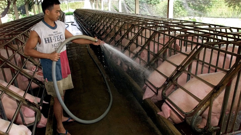 吉隆坡猪场工人用喷雾清洁猪只，以防爆发日本脑炎和尼帕病毒疫情。 美联社资料图