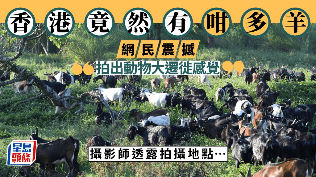 草地放牧拍出動物大遷徙感覺 網民：香港竟然有咁多羊。圖片授權Yick Yick Yick