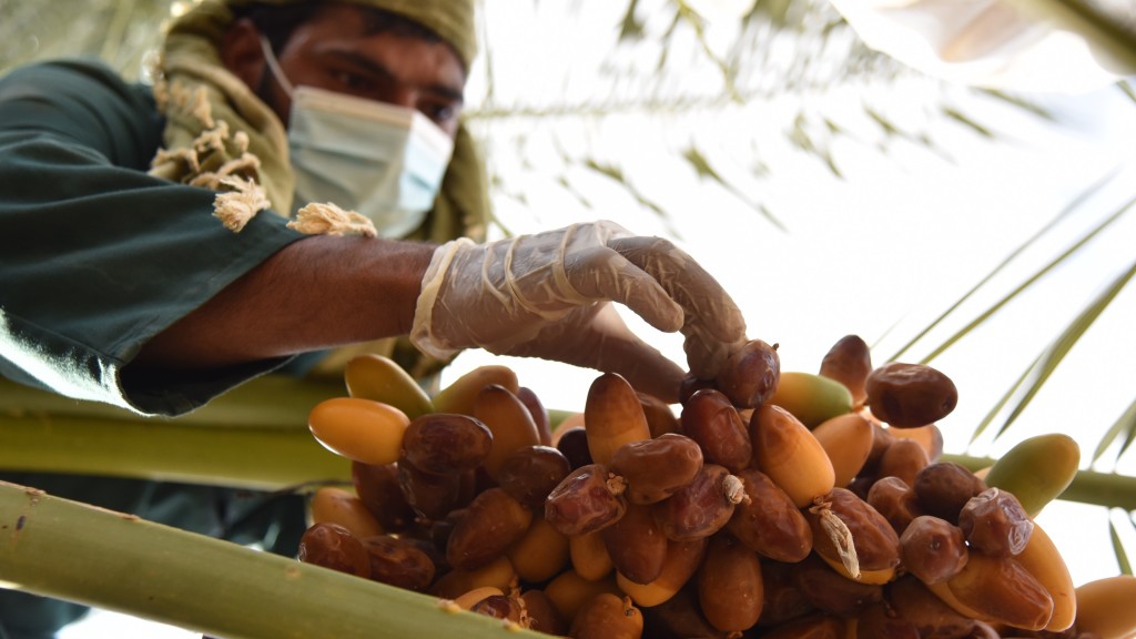 帕病毒的宿主果蝠喜愛吃香蕉、芒果、棗等食物，椰棗汁成傳播病毒真兇。 新華社示意圖
