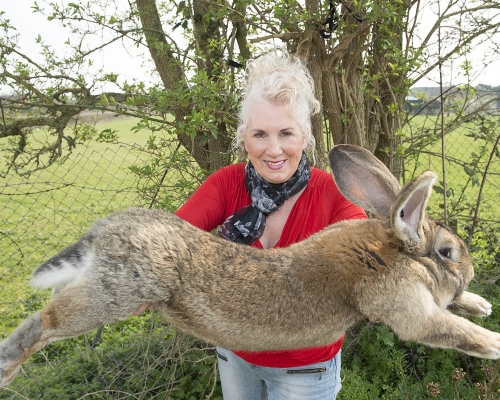 Darius 身長4.4英尺，2010年健力士世界紀錄將她列為世界上最長的兔子。網圖
