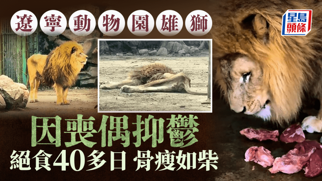 癡情獅王︱遼寧雄獅瘦成「紙片」  園方：伴侶死絕食40多天現已肯進餐