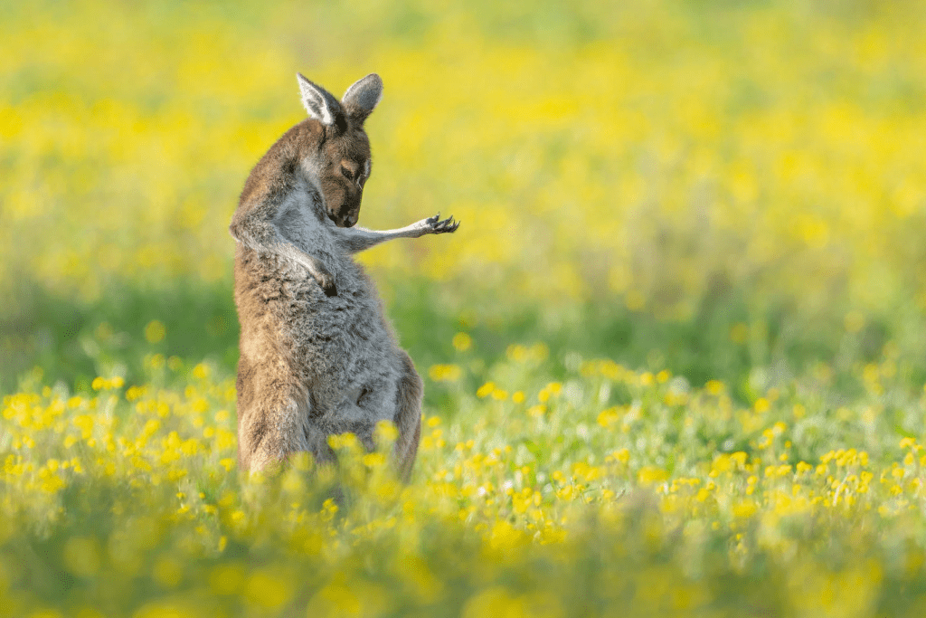 搞笑野生动物摄影奖总冠军──「空气结他袋鼠」。  Comedy Wildlife Photography Award下同