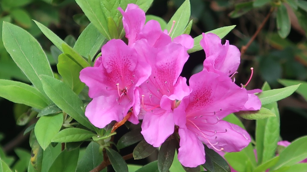 香港動植物公園杜鵑花開（三）。康民署「賞花情報」截圖