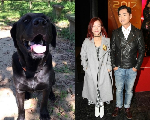 鄭俊弘為訓練不時亂衝的愛犬，選擇繫上微量電流的狗帶。